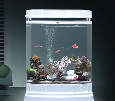 家居风水之养鱼催财法