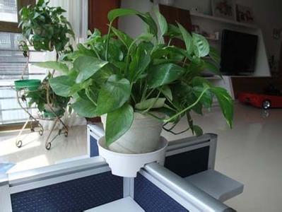 办公室植物风水哪种好