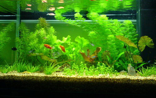 注意卧室风水 专家称鱼缸别放卧室 卧室里养鱼隐患多影响健康