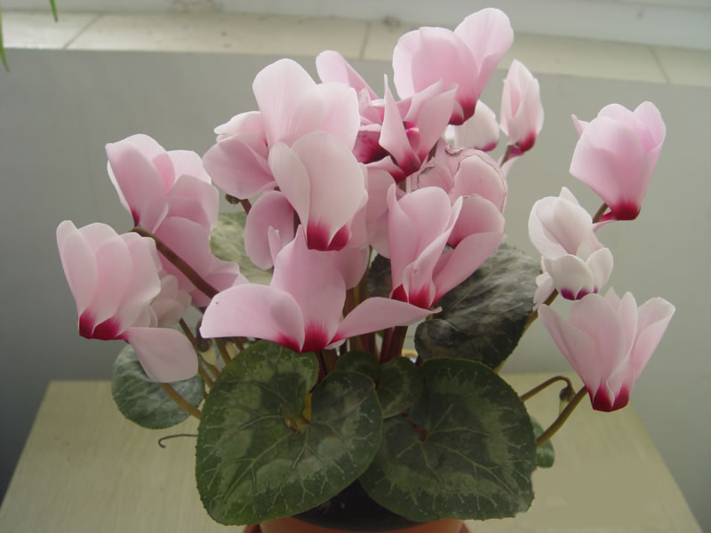 仙客来的风水指南